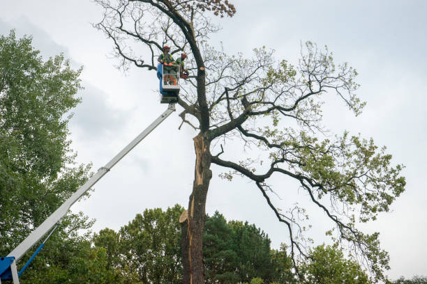  Fairforest, SC Tree Services Pros